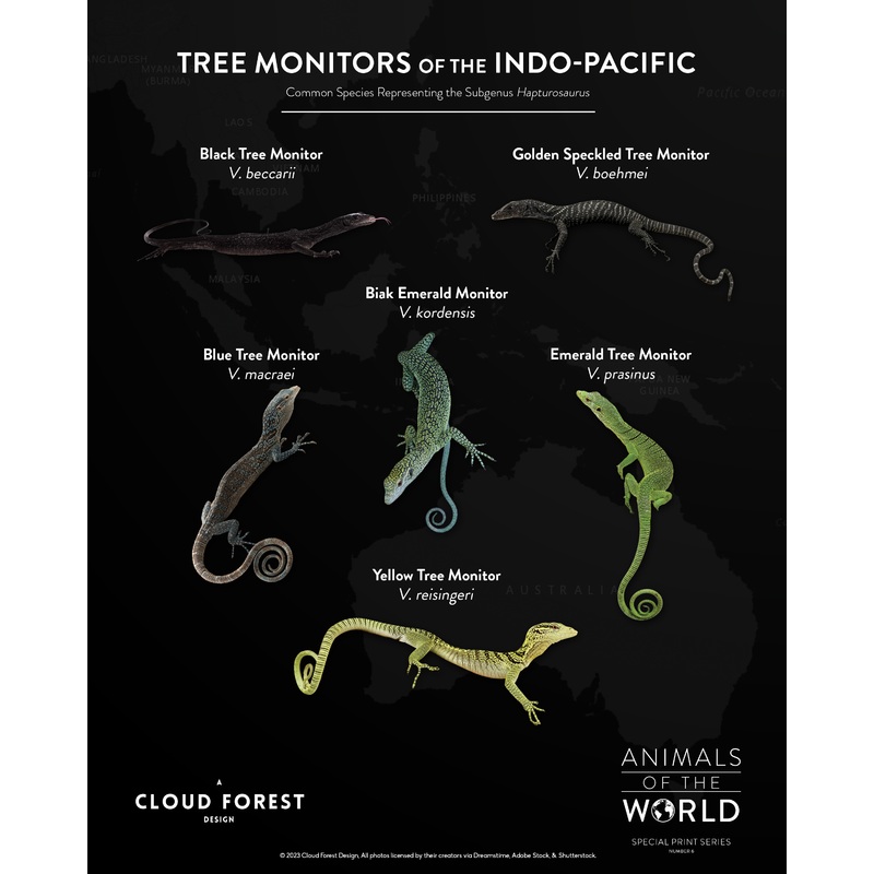 Tree Monitors of the Indo-Pacific – 8″ x 10″ Print – Animals of the World Print Series #6