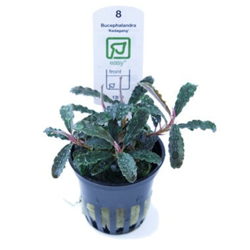 Tropica Bucephalandra ‘Kedagang’