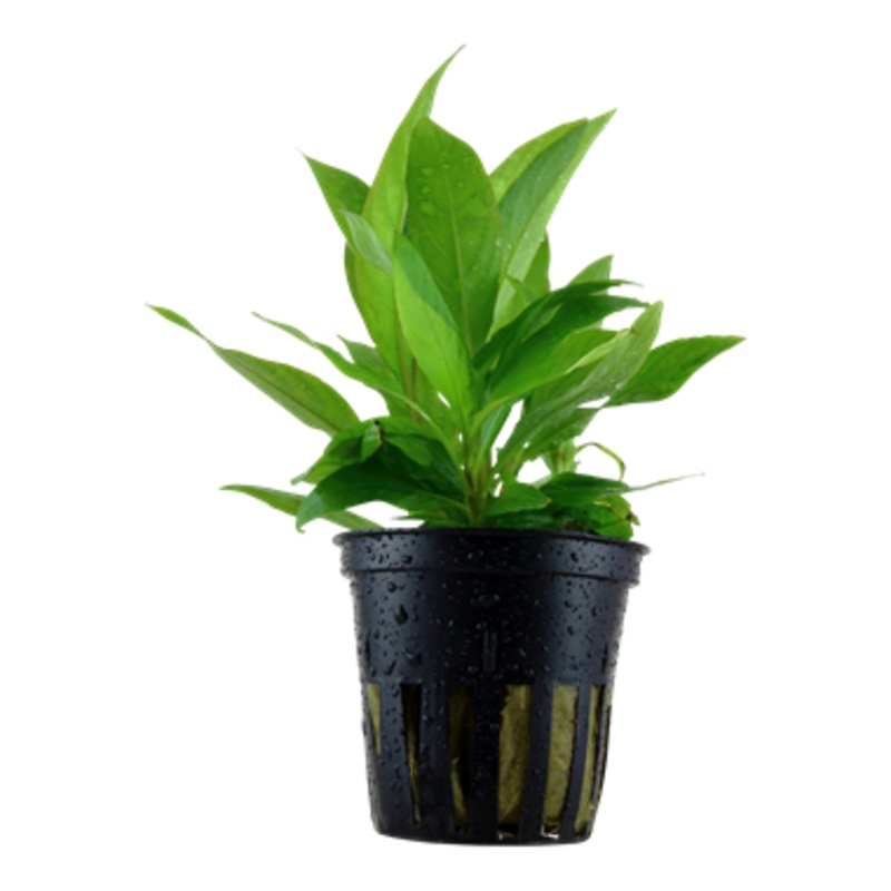 Tropica Hygrophila corymbosa ‘Stricta’