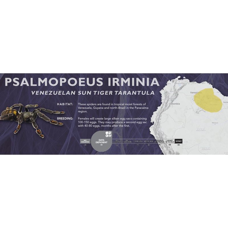 Venezuelan Sun Tiger Tarantula (Psalmopoeus irminia) – Classic Vivarium Label