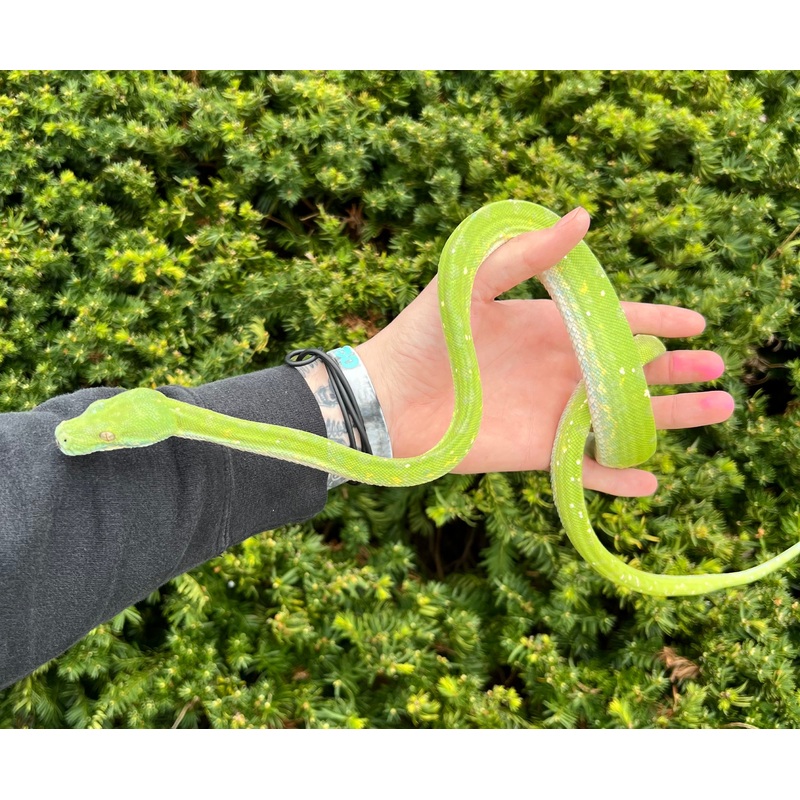 Adult Biak Green Tree Python (Male 2)