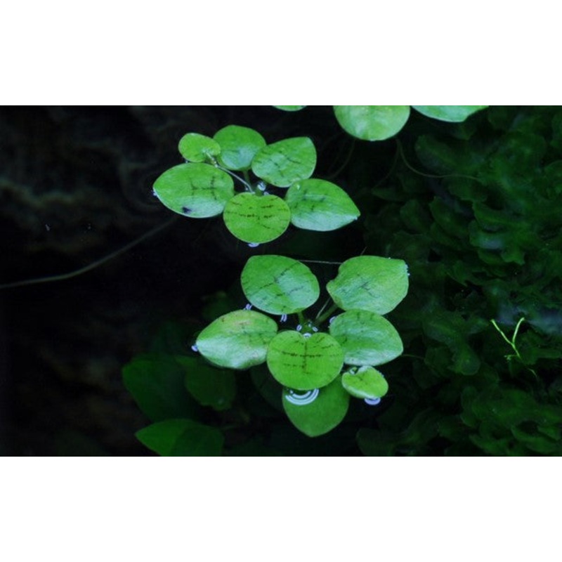 Amazon Frogbit