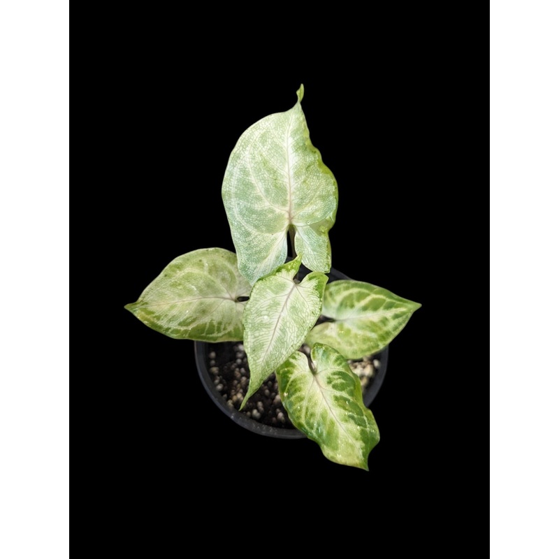 Assorted Syngonium – Minty Green 2.5″/3.5″ Pot