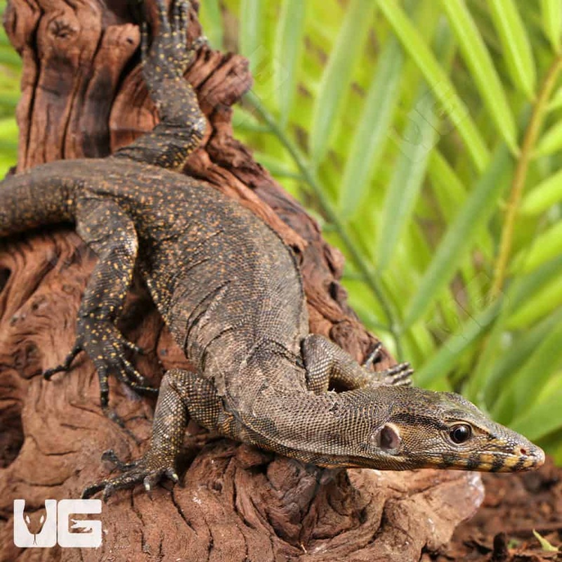 Baby Zeigler’s Water Monitor For Sale