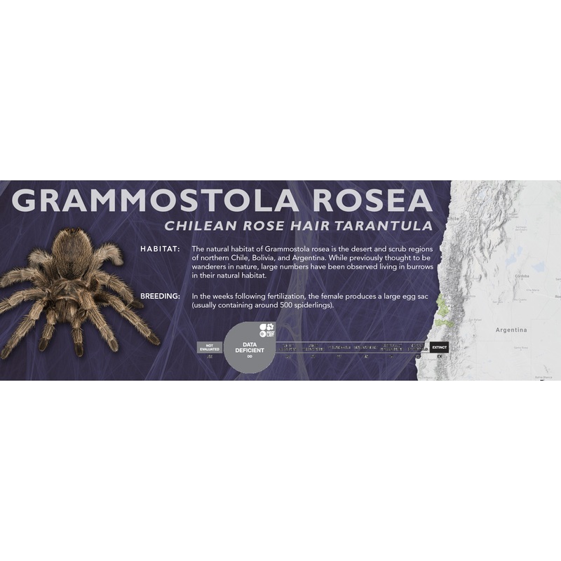 Chilean Rose Hair Tarantula (Grammostola rosea) – Classic Vivarium Label