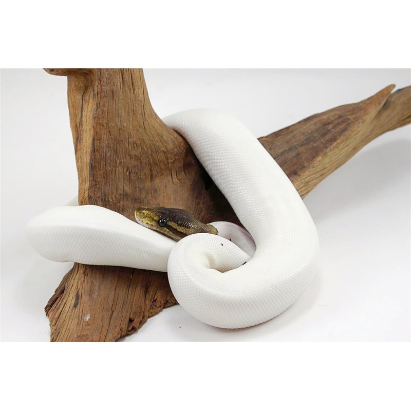 Cinnamon Pied Ball Python