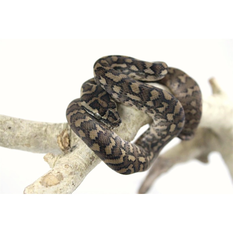 Coastal Carpet Python