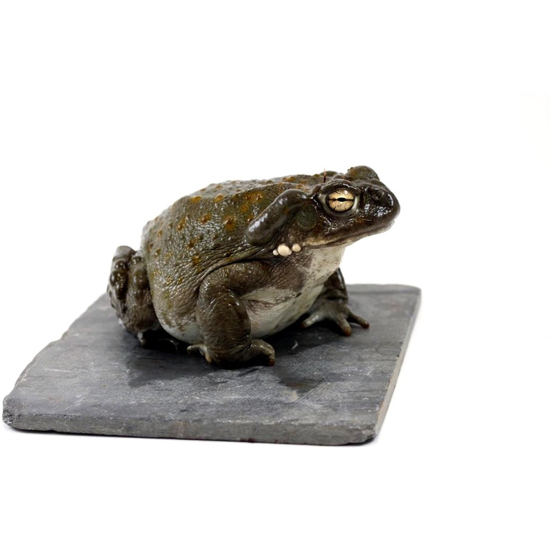 Colorado River Toad