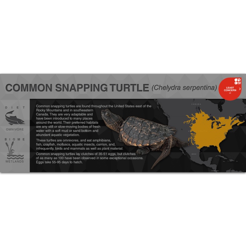 Common Snapping Turtle (Chelydra serpentina) – Black Series Vivarium Label Black