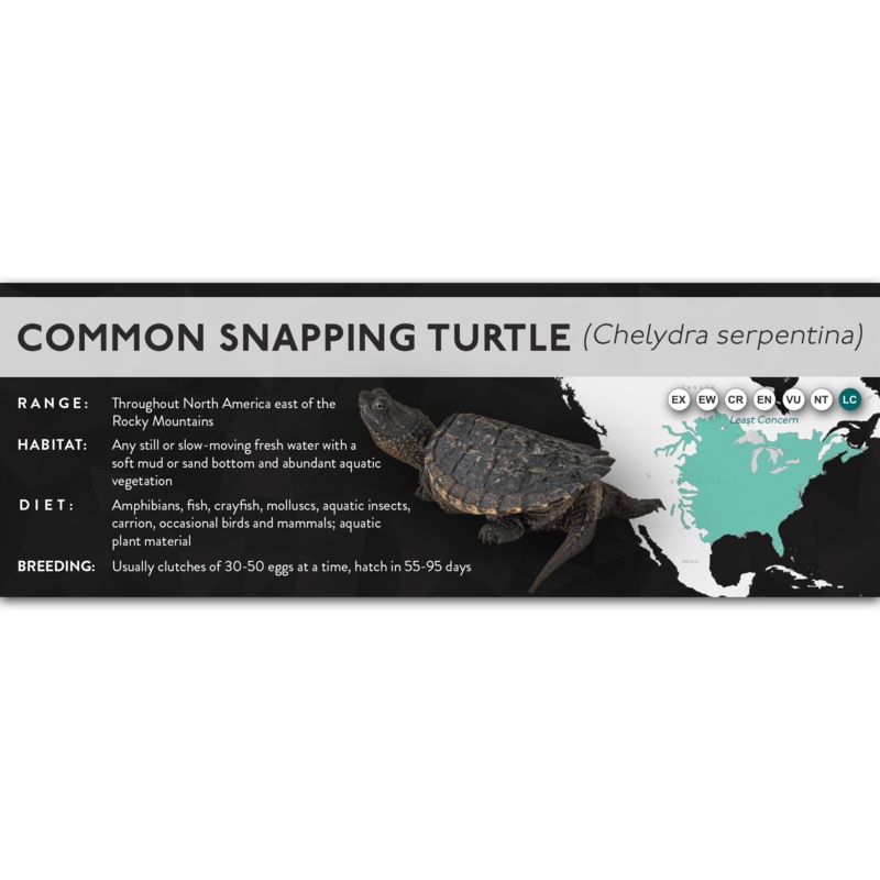 Common Snapping Turtle (Chelydra serpentina) – X Label Laminated Paper