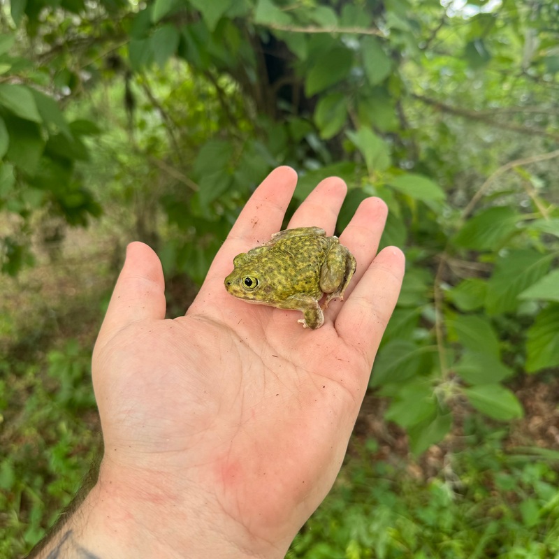 Couchs Spadefoot
