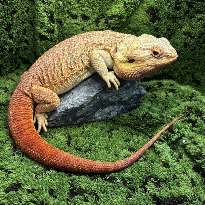 ‘Flame’ The Bearded Dragon For Rehoming