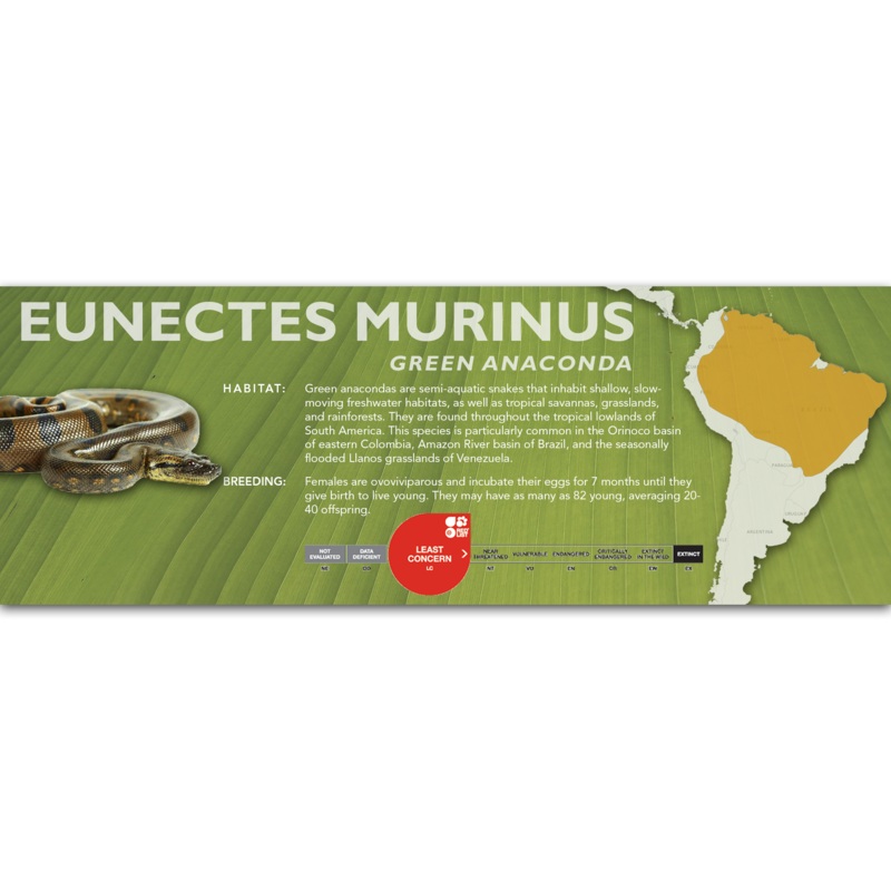 Green Anaconda (Eunectes murinus) Classic Vivarium Label