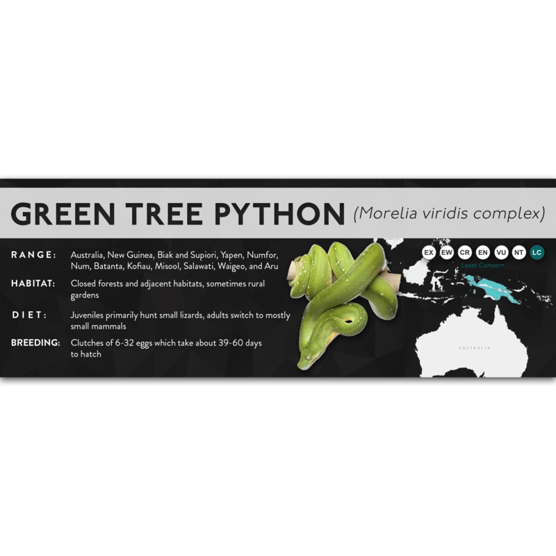 Green Tree Python (Morelia virids, Morelia azurea) – X Label No Locality – Full Species Complex Laminated Paper
