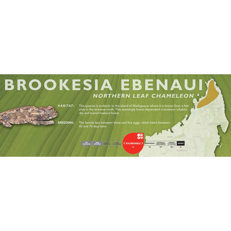Northern Leaf Chameleon (Brookesia ebenaui) Classic Vivarium Label