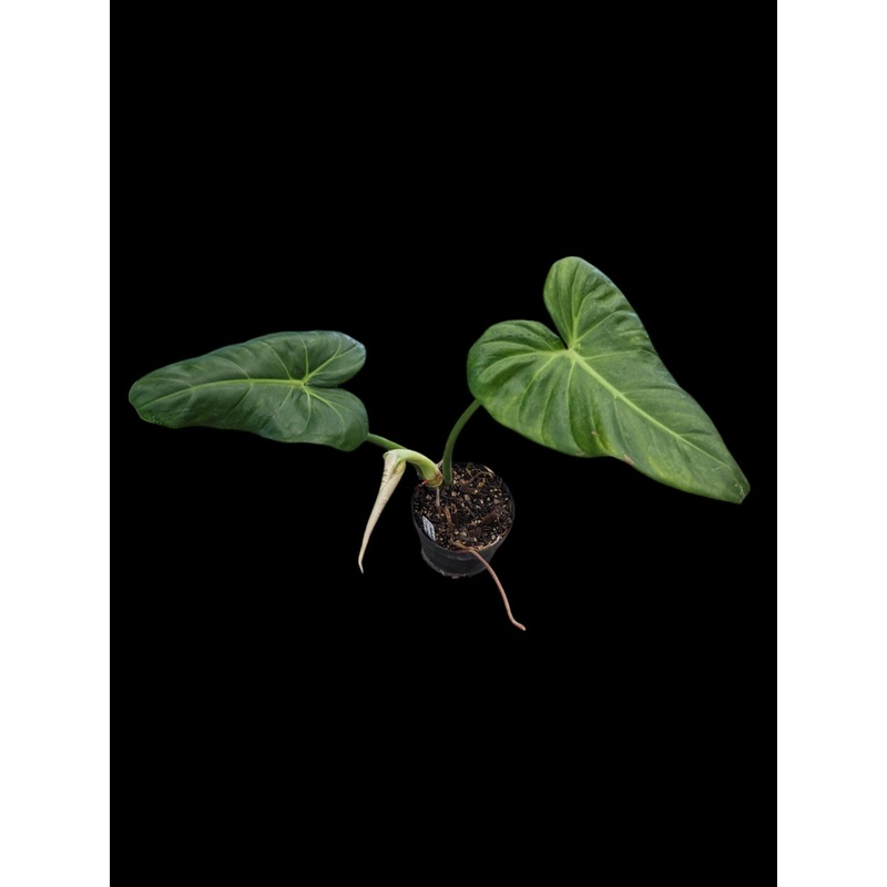 Philodendron Green Wonder