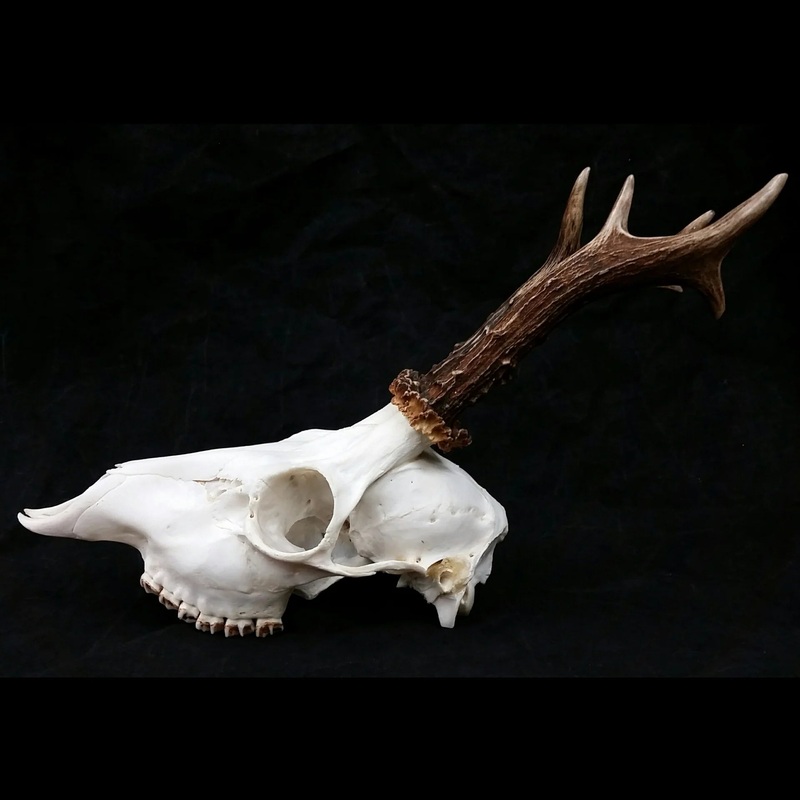 Roe Deer Skull