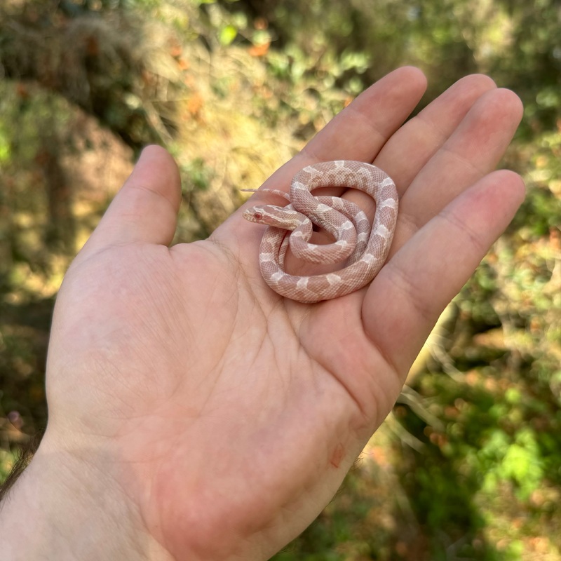 Snow Corn Snake Male