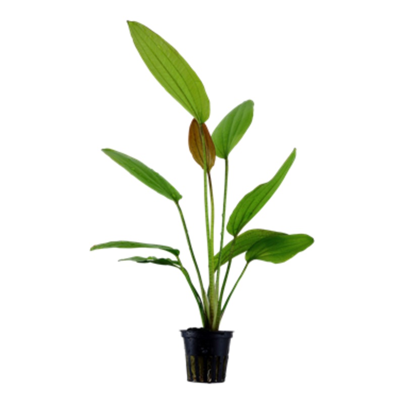 Tropica Echinodorus ‘Ros’