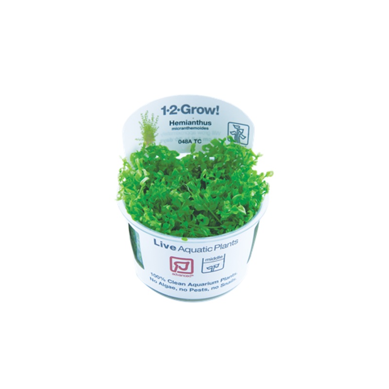 Tropica Hemianthus micranthemoides 1-2-Grow