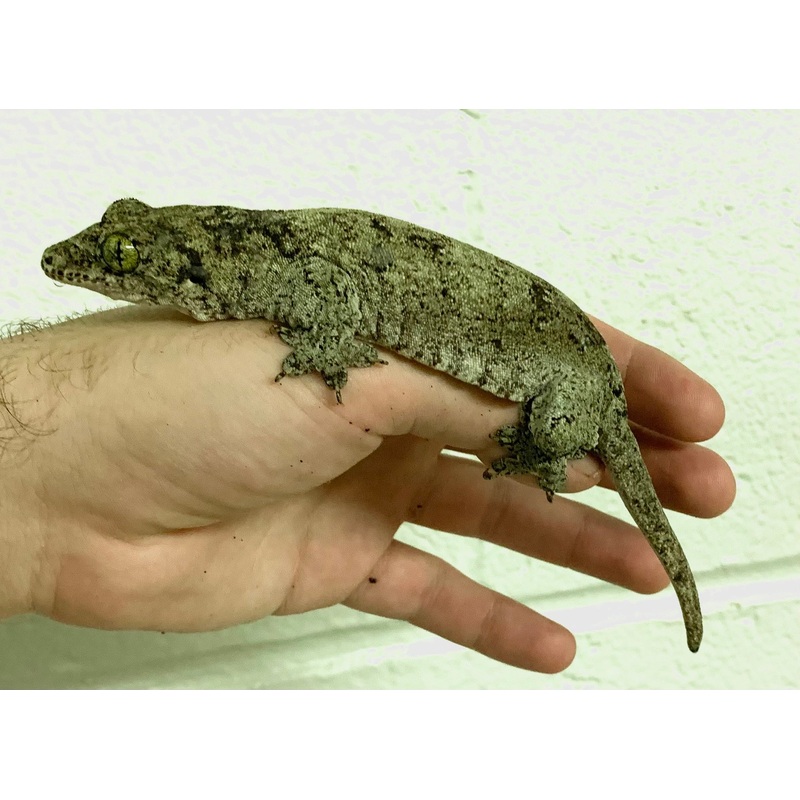 Adult Giant Halmahera Gecko Male