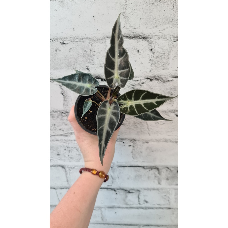 Alocasia Bambino 2.5″ Pot
