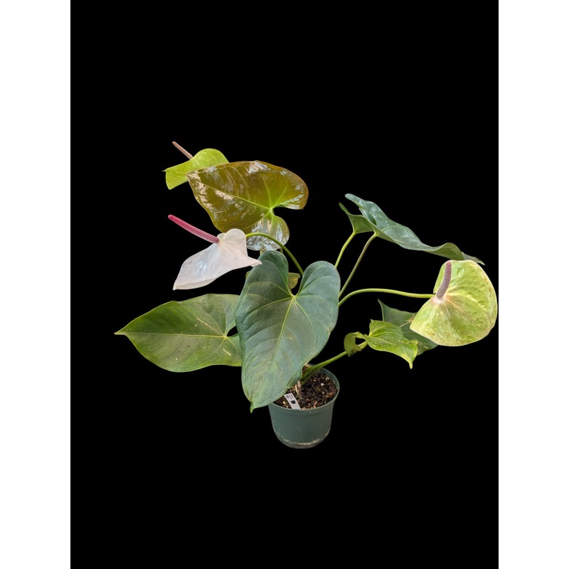 Anthurium White Heart A