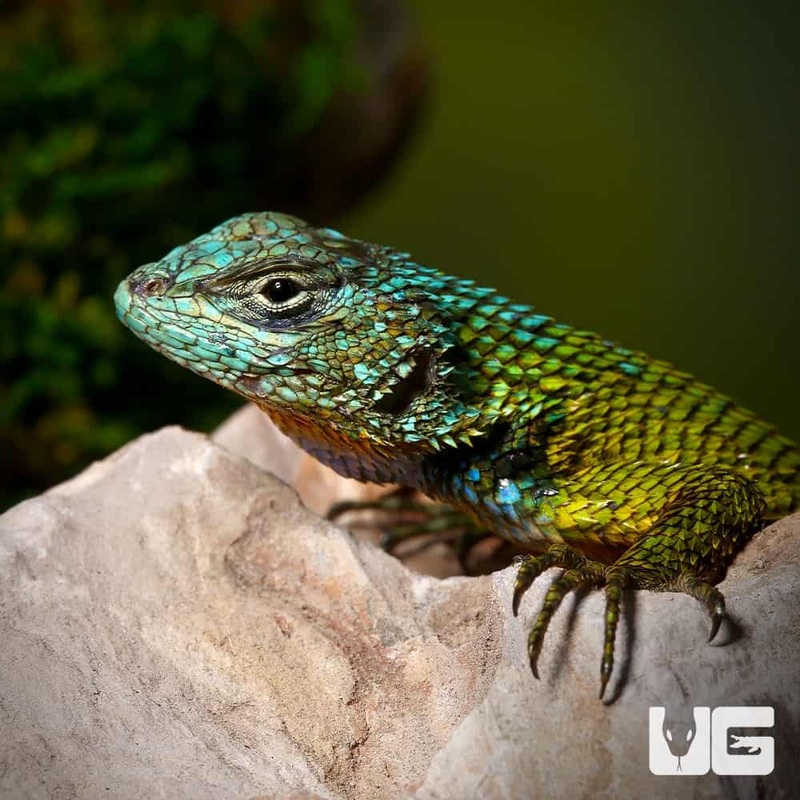 Blue Headed Emerald Swifts For Sale