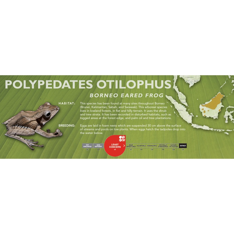 Borneo Eared Frog (Polypedates otilophus) – Classic Vivarium Label