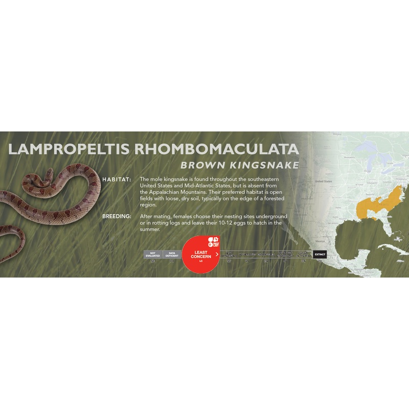 Brown Kingsnake (Lampropeltis rhombomaculata) Classic Vivarium Label