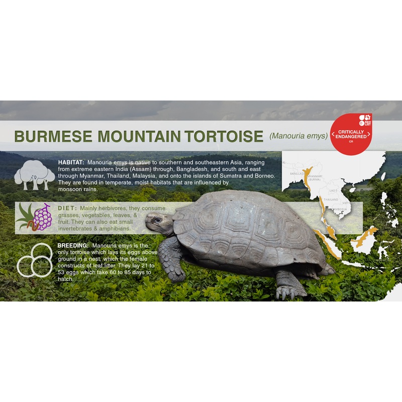 Burmese Mountain Tortoise (Manouria emys) – Aluminum Sign No SmartShield