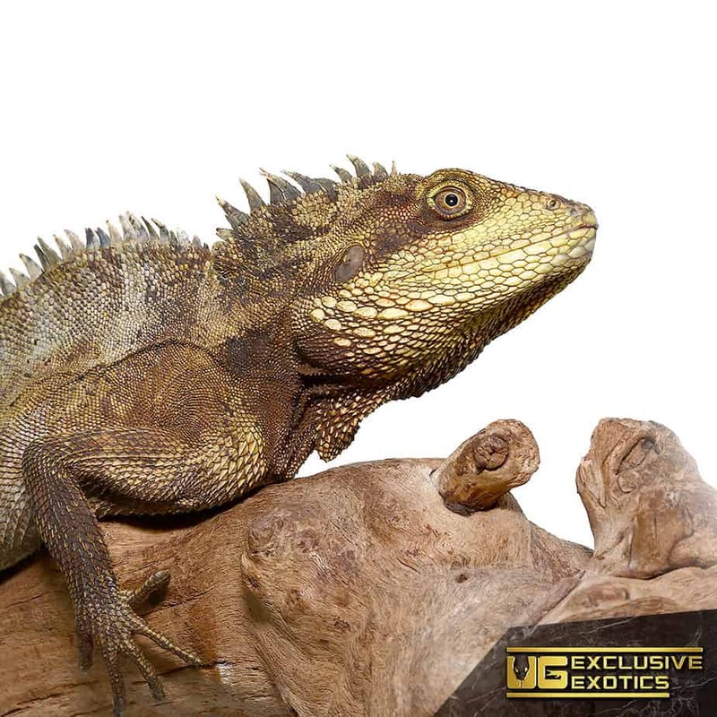 Long’s Forest Dragons For Sale