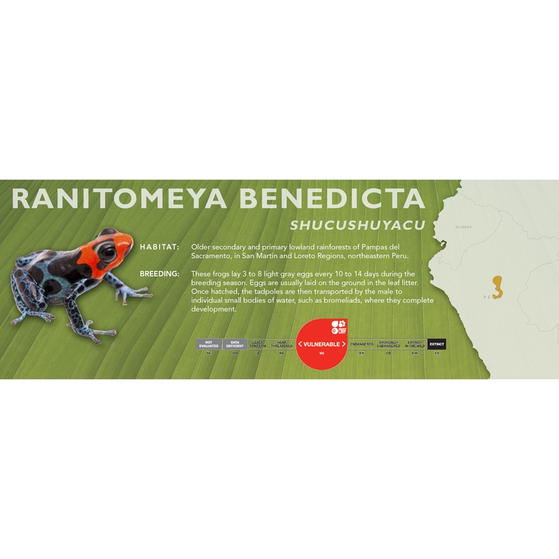Ranitomeya benedicta – Classic Vivarium Label Shucushuyacu