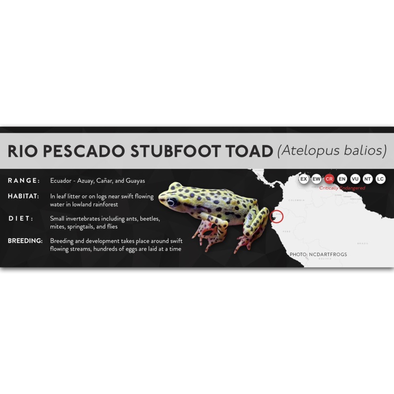 Rio Pescado Stubfoot Toad (Atelopus balios) – X Label Laminated Paper