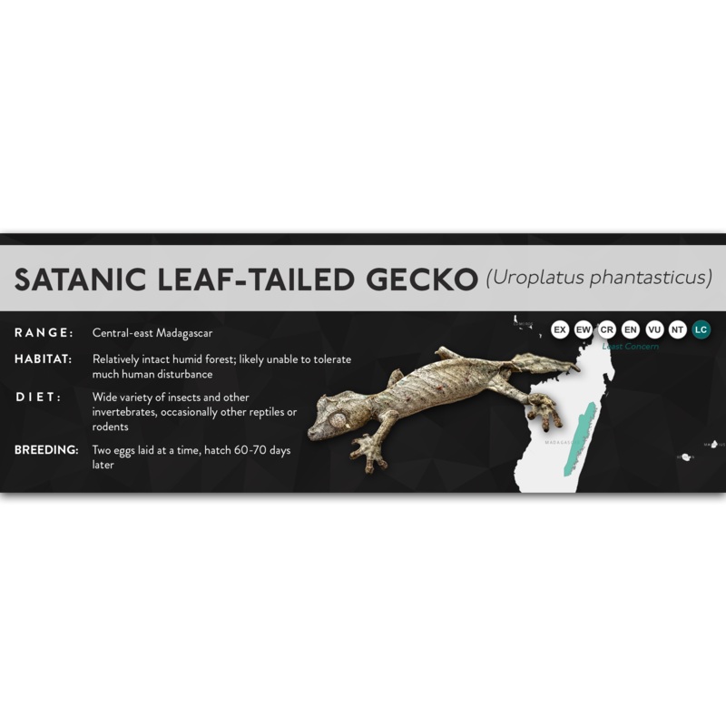 Satanic Leaf-Tailed Gecko (Uroplatus phantasticus) – X Label Laminated Paper