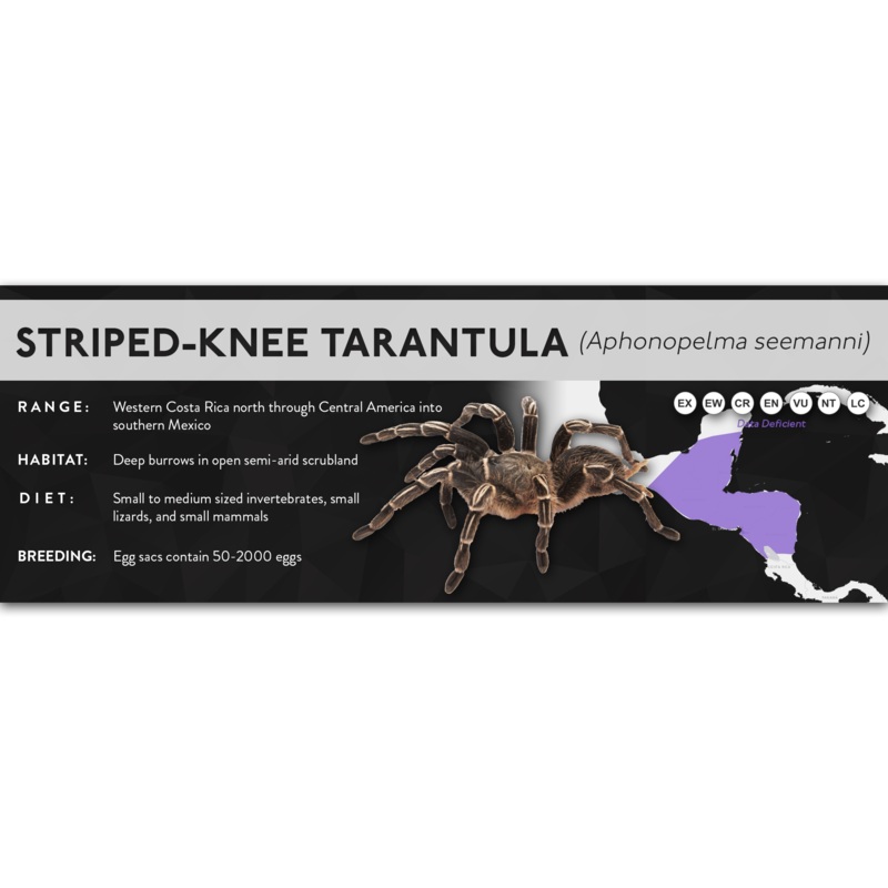 Striped-Knee Tarantula (Aphonopelma seemanni) – X Label Regular Size (7″ x 2.5″) Laminated Paper