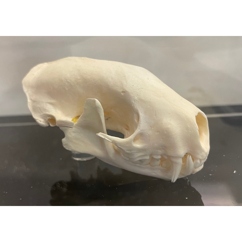 Striped Skunk Skull