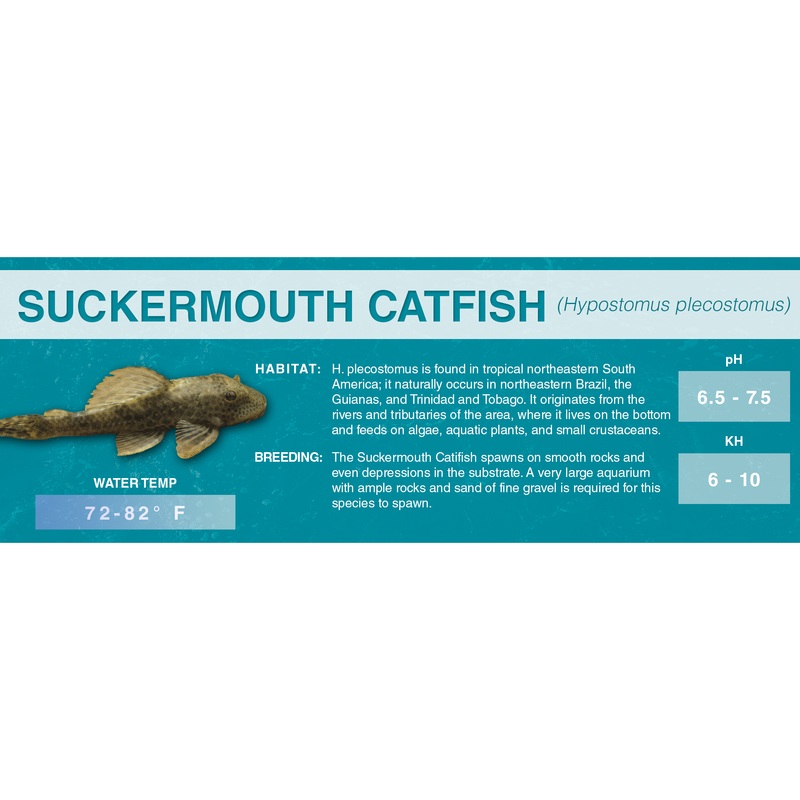 Suckermouth Catfish (Hypostomus plecostomus) – Classic Aquarium Label Standard Size (7″x 2.5″)