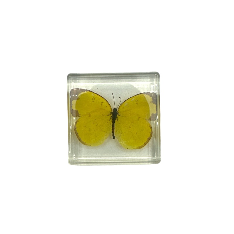 Three-Spot Grass Yellow Butterfly Resin Specimen