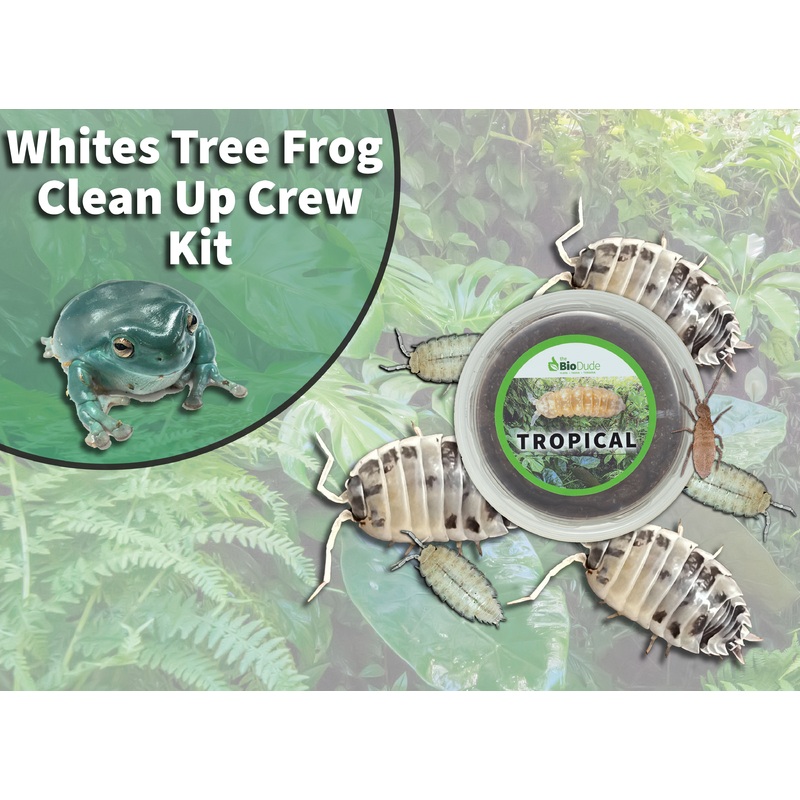 White’s Tree Frog Clean Up Crew Pack  FREE SHIPPING 12x12x18
