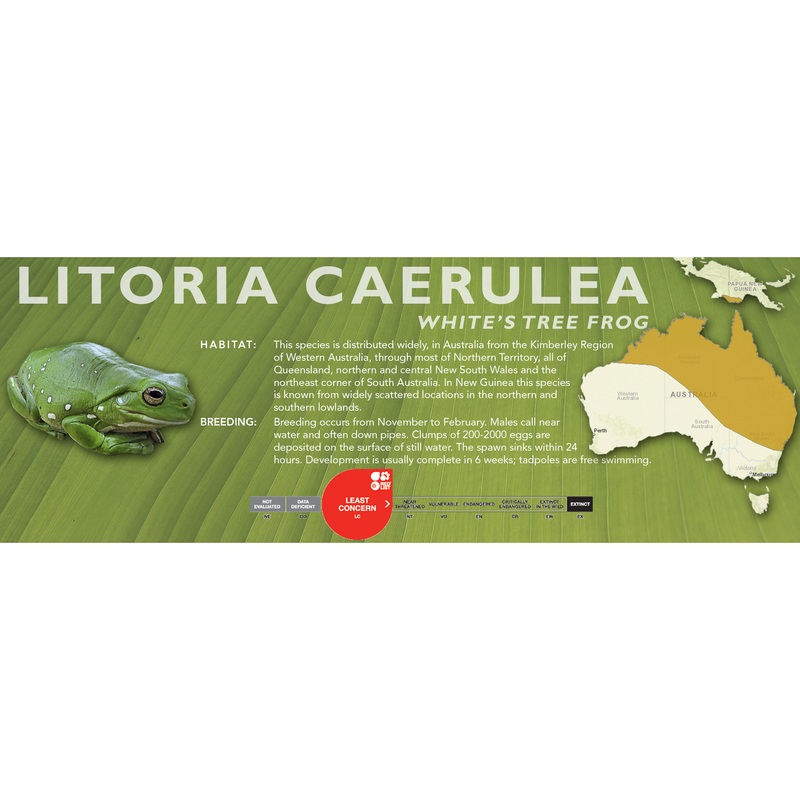 White’s Tree Frog (Litoria caerulea) – Classic Vivarium Label Green