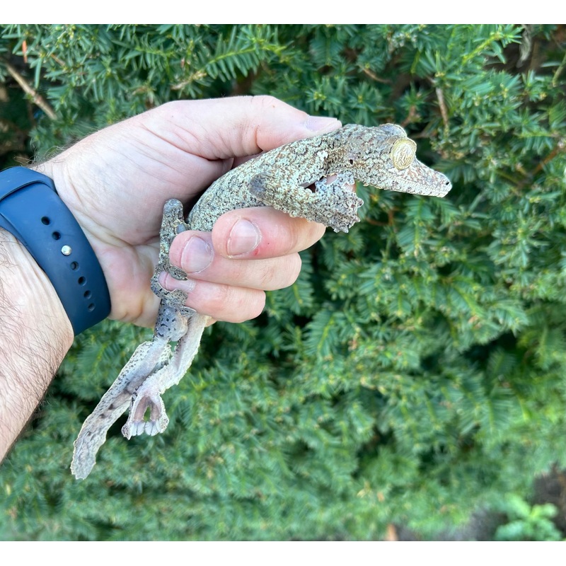 Adult Giant Leaf-tailed Gecko (Male 2)