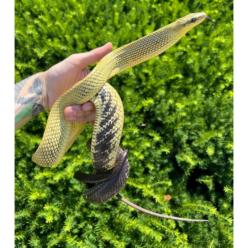 Adult Jansens Ratsnake (Male)