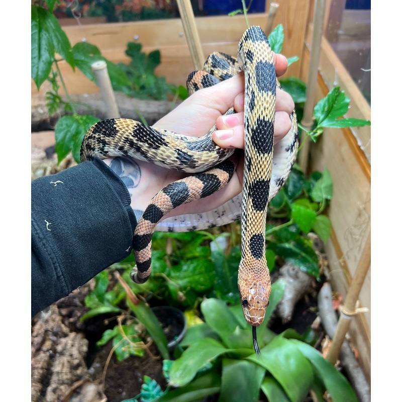 Adult Mexican Pine Snake (Male)