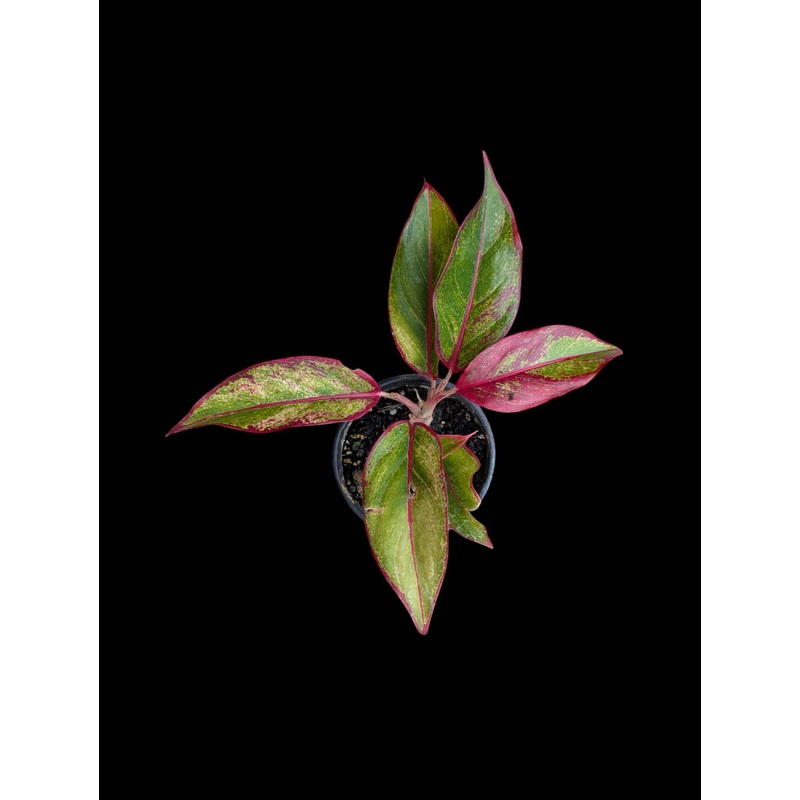 Aglaonema Creta 3.5″ Pot