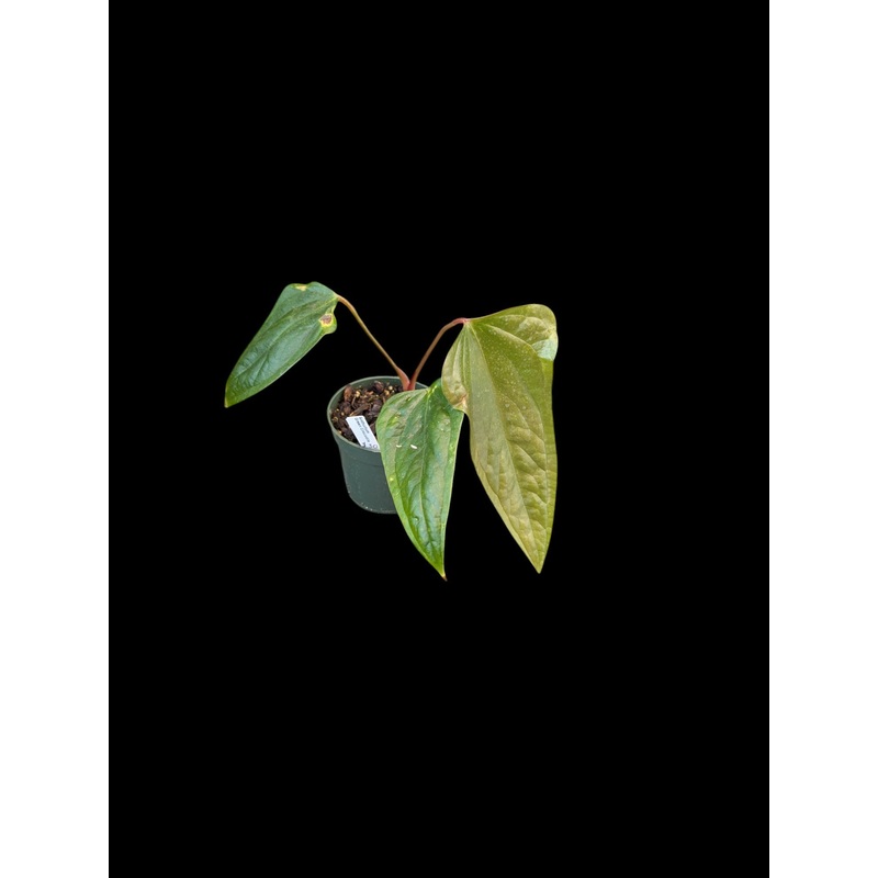 Anthurium green crocodile A
