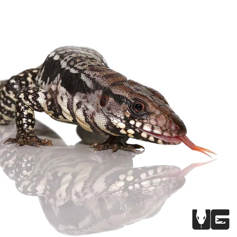 Baby Blue Tegus For Sale