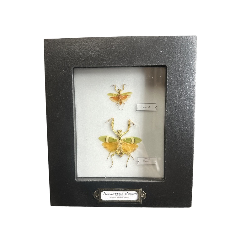 Banded Flower Mantis – Male + Female (Theopropus elegans) – 4×5″ Frame