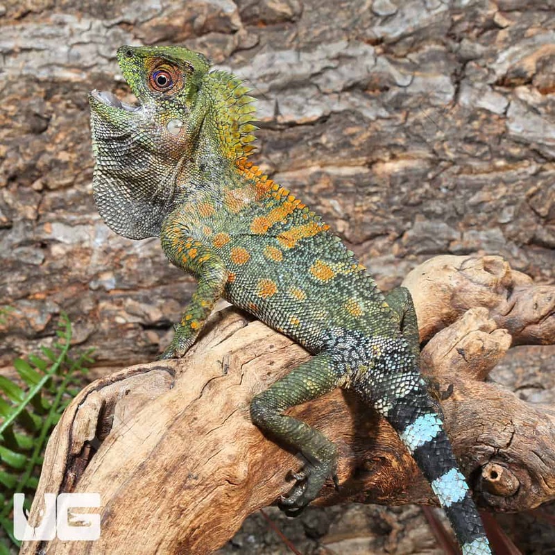 Chameleon Forest Dragons(Anglehead Lizard) For Sale
