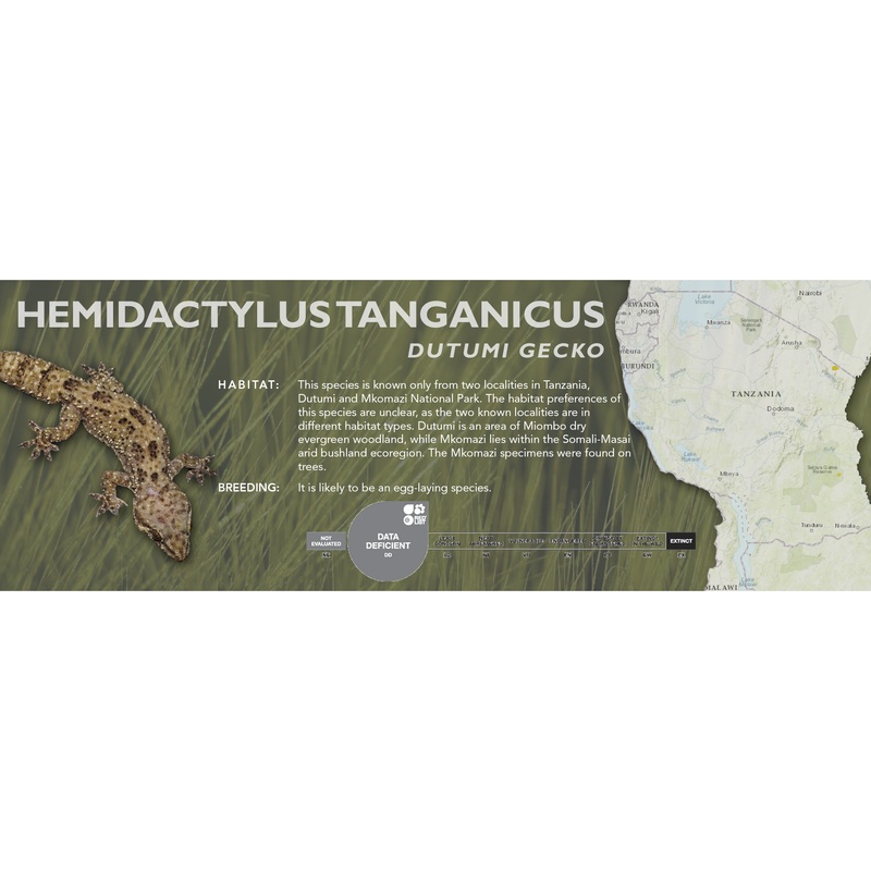 Dutumi Gecko (Hemidactylus tanganicus) Classic Vivarium Label